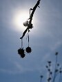 LMB_2114